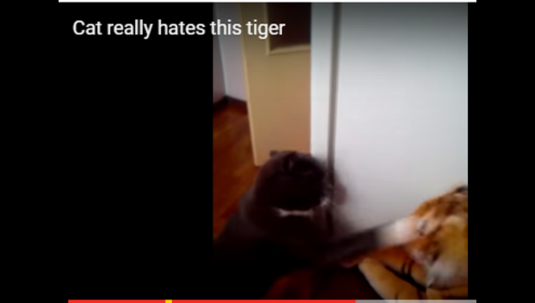 f11f4984-cat hates tiger_1450025454385.PNG