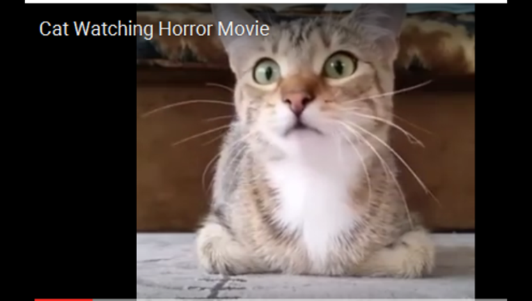 e47fce08-cat watching horror movie_1463147802184.PNG