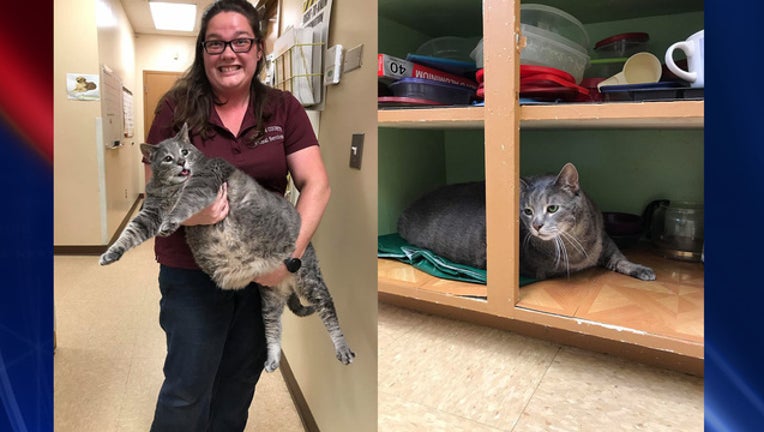 d74c122a-chatham county animal shelther_1500843077783.jpg