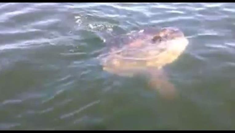58e6e6b2-creature_1443148474024.JPG