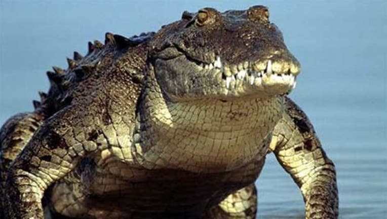 217273be-crocodile_1447208204988-404023.jpg