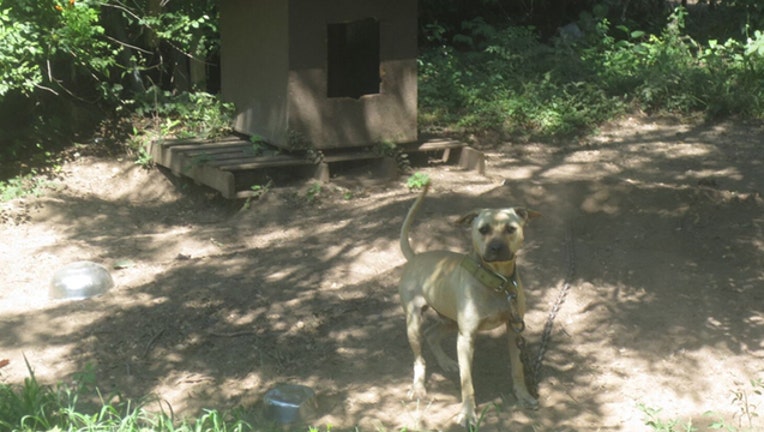 3cedd9ae-dog fighting-409650