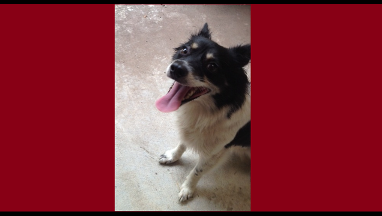 c43fe2b9-dog with wings_1451232572408.png
