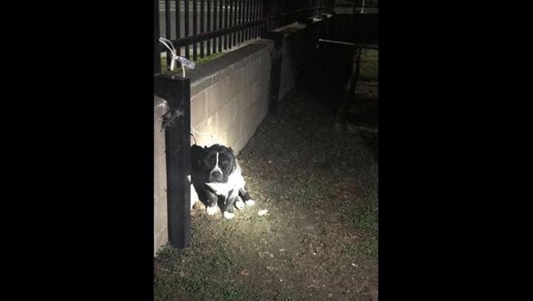 ae453944-dog_1516656430860-405538.JPG