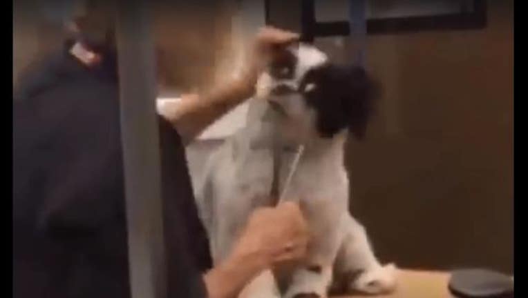 1034c825-dog_1517605116514.JPG