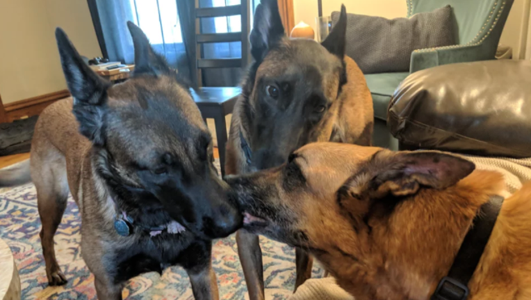 a8c9c401-dogresized_1537301369338.png