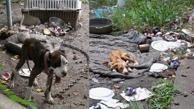 f06985f9-dogs_1556646487114.jpg
