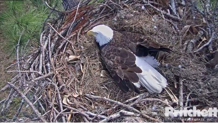 eagle2_1482769333539-401385.jpg