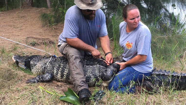 gator captured south florida wsvn_1528488352709.jpg-401385.jpg