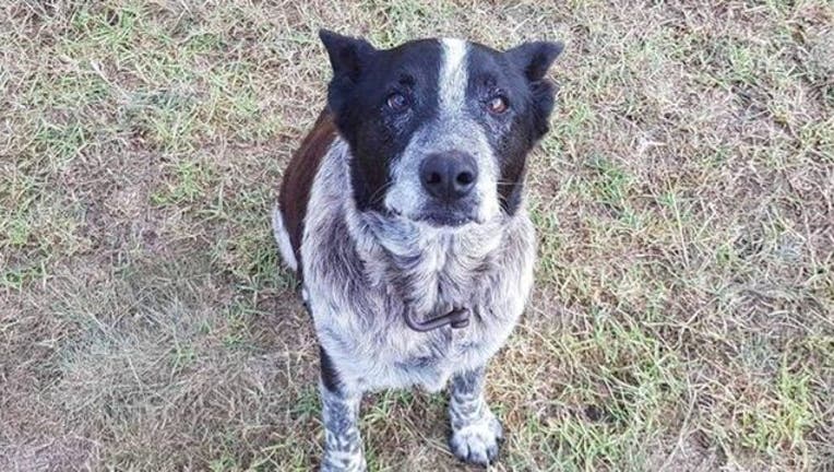 c43c3f76-herodog_1524438396698-407068.jpg