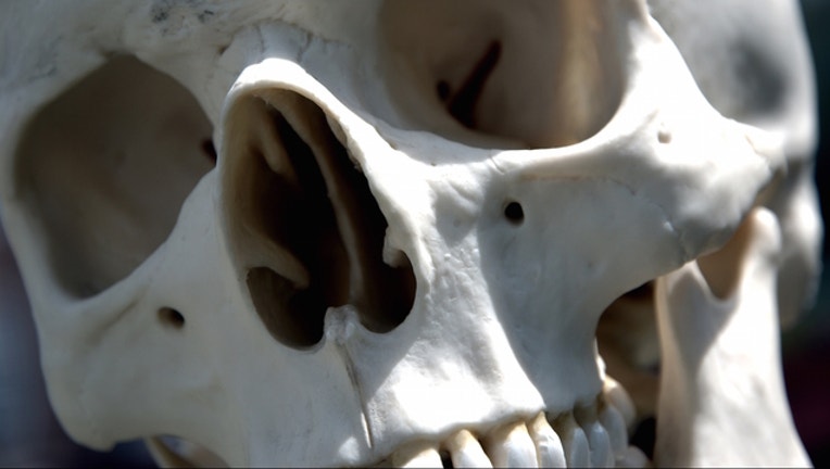 17694a0b-human-skull_1444491255589-404023.jpg