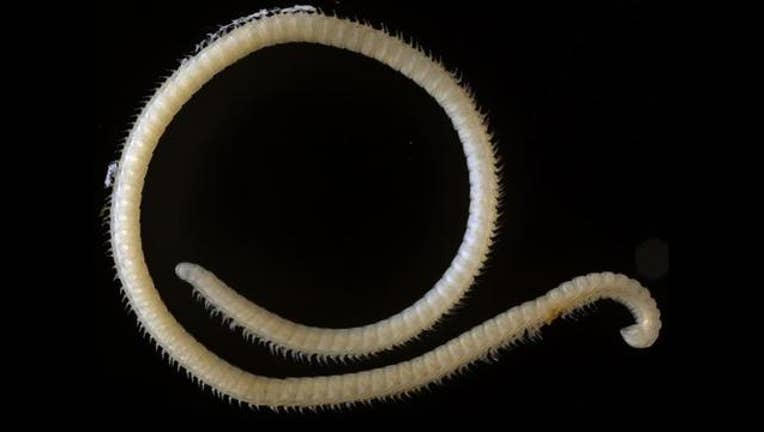 439d0f6a-millipede_1477947252411-405538.jpg