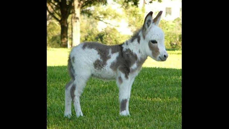 f2b486f5-mini donkey_1457302649344-407068.jpg