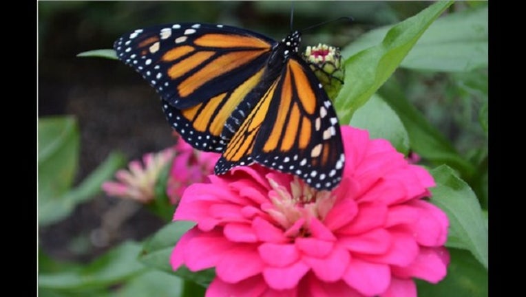 b282aa64-monarch butterfly_1536619336993.png.jpg
