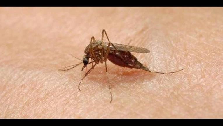 c404bc04-mosquito_1439940845334.jpg