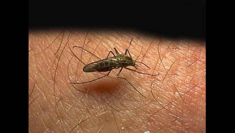 155a8746-mosquito_1445802357292-401096.jpg