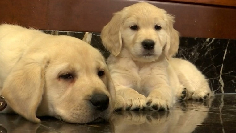 8e156470-orlando-pet-friendly-dogs_1533858968009-402429.jpg