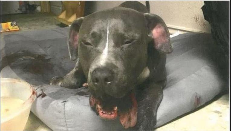 7873c76e-pitbull_1546614366372-405538.JPG