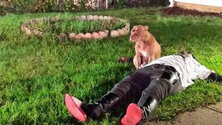 4345755c-precious pit bull crop_1449281286342.jpg