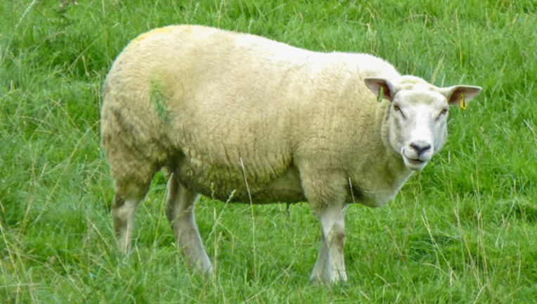 d3208212-psychotic-sheep_1464285219386-404023.png