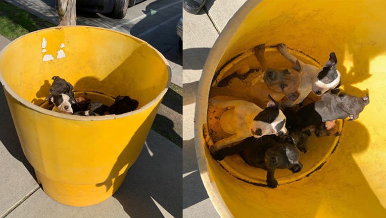 380a5d87-puppies-dumped-in-trash-can_1551368206968-407068.jpg