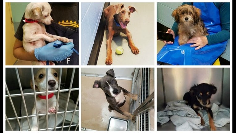 bb05e8dd-puppy cam_1478653975145-405538.jpg