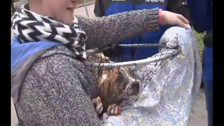 b5f3b537-puppyrescued_1542048528518.PNG
