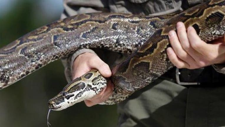 97f97fbb-File photo of a python (AP photo credit)