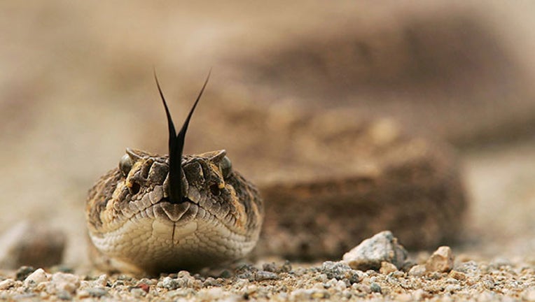 198c053b-rattlesnake GETTY_1526998580752.jpg-403440.jpg