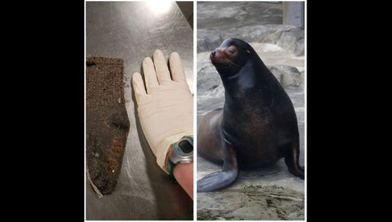 ae9f6c30-sea_lion_sock_collage_1547590952208-405538.JPG