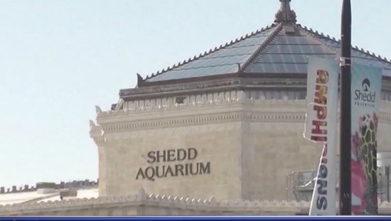 62eee706-shedd aquarium_1525211174663.jpg-404023.jpg