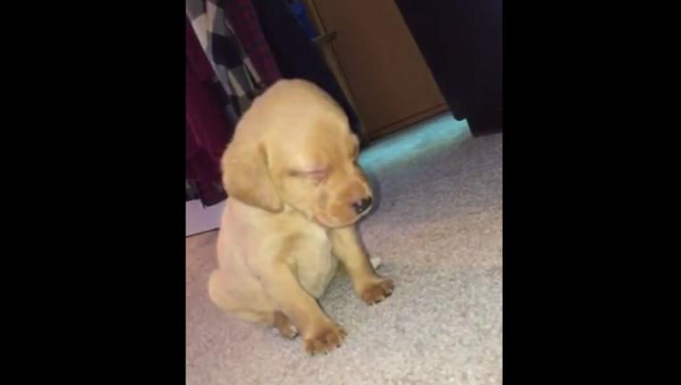 7e9826ce-sleepy puppy_1484620534751.PNG