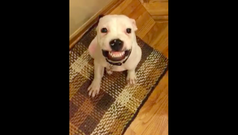 5473b174-smiling dog_1452621425182.png