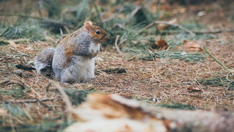 34473313-squirrel_generic_120417_1512391130746-401096.jpg