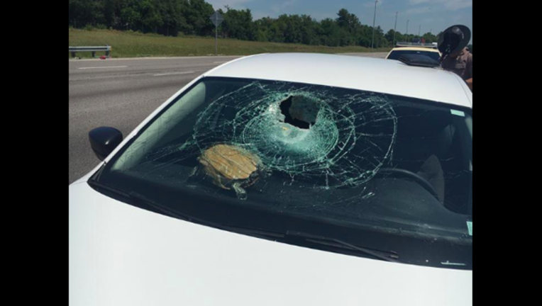 26569966-turtle windshield 1_1463339010446.png