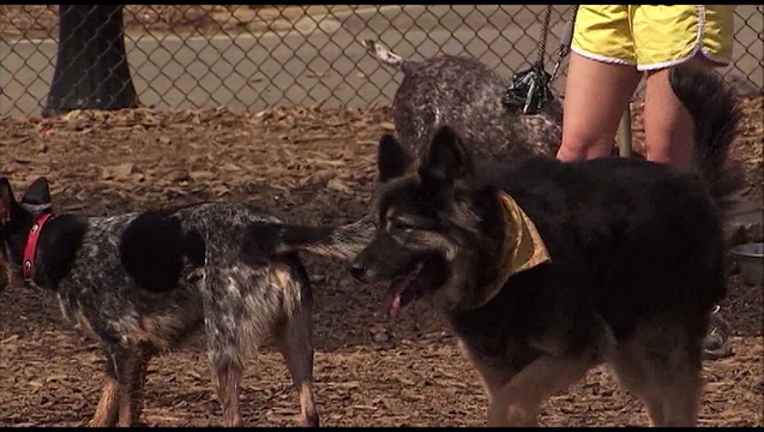 43c8d1a4-dog-2017-06-13-16h19m25s251_1497388812272.png