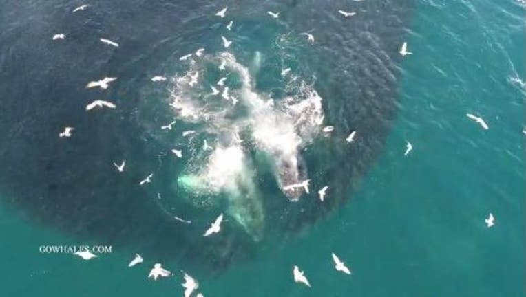 45d28cd9-whales_new_1520977802674-405538.JPG