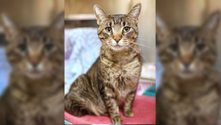 895b6eaf-wjbk-blanco cat returned-111418_1542214287700.jpg-65880.jpg