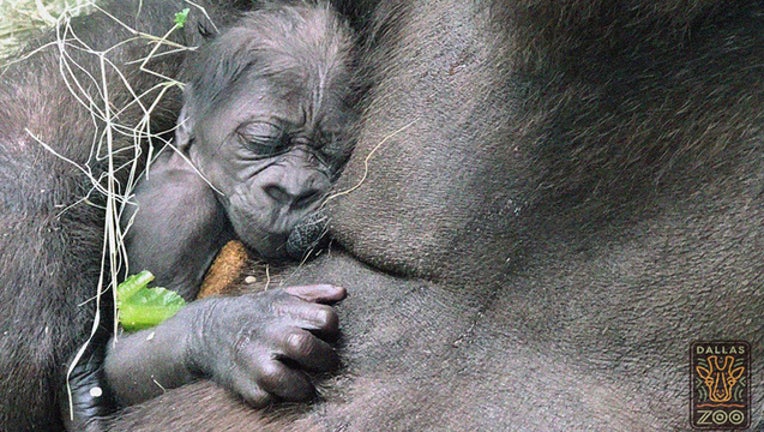 b9283322-zoo gorilla baby web_1530565916615.jpg-409650.jpg