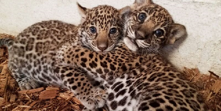 Help Elmwood Park Zoo Name Its Newborn Twin Jaguar Cubs