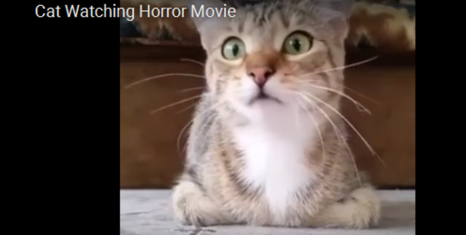 Youtube cat cheap watching horror movie