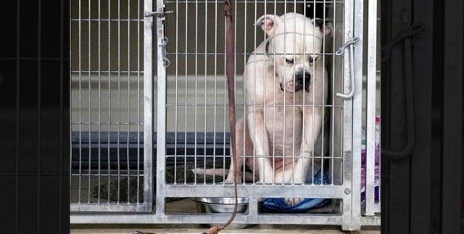 sad animals pictures