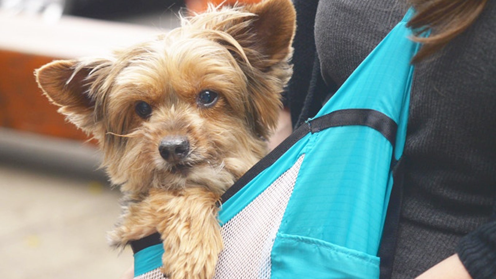 Heat advisory: Experts warn of 'invisible wall' and a common mistake pet owners make