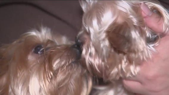 Family goes to court to prove lost dog belongs to them, wins pet back with DNA evidence