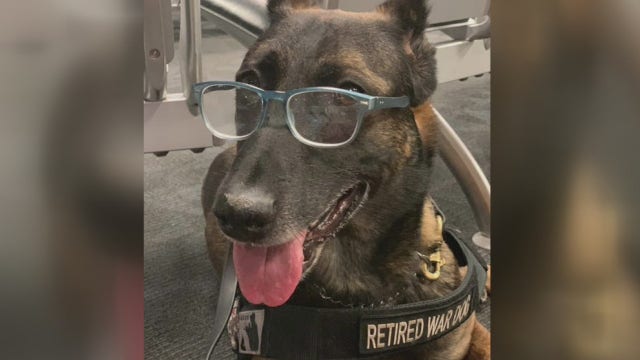 Veteran bomb dogs returning home to Texas for retirement