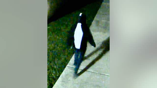 Police seek identity of suspect accused of smashing windows at 3 Pearland schools