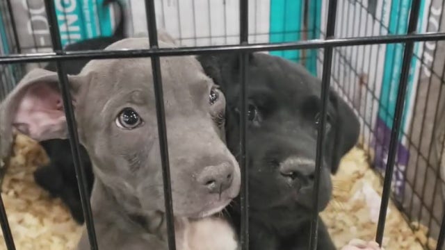 More than 1,000 animals from area shelters ready to adopt at Mega Adoption event