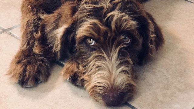 Old dogs, new tricks: 10,000 pets needed for largest-ever study of aging in canines