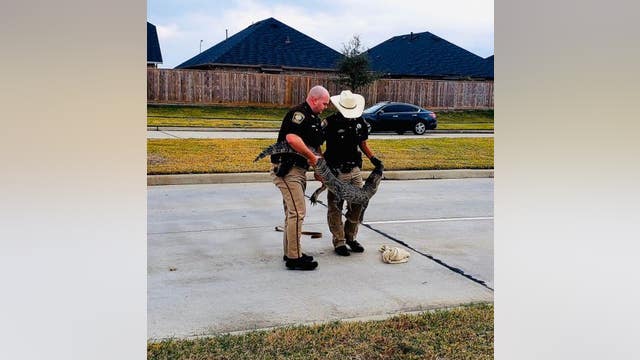 'We'll check him for a chip': Fort Bend County Sheriff's deputies wrangle neighborhood gator