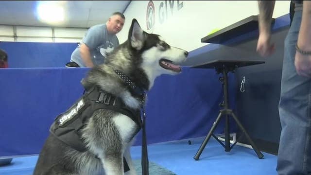 'Give Us Paws' rescues dogs and owners with PTSD